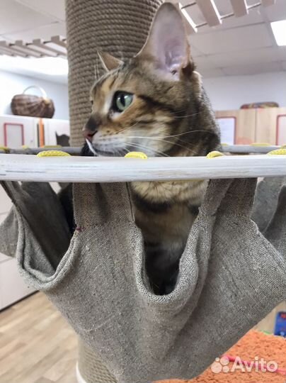 Гостиница для кошек. Котоняня. Груминг