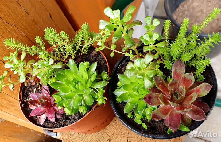 Суккуленты