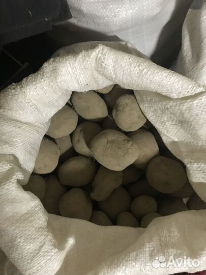 Картошка продажа