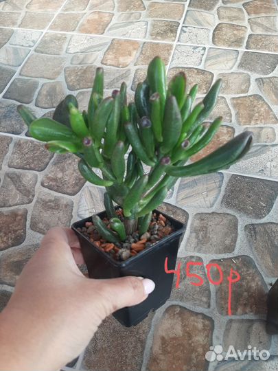 Крассула овата Голлум(Crassula ovata Gollum)