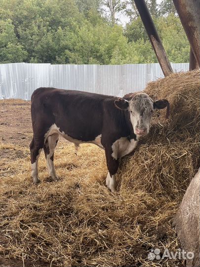 Бычки и телки