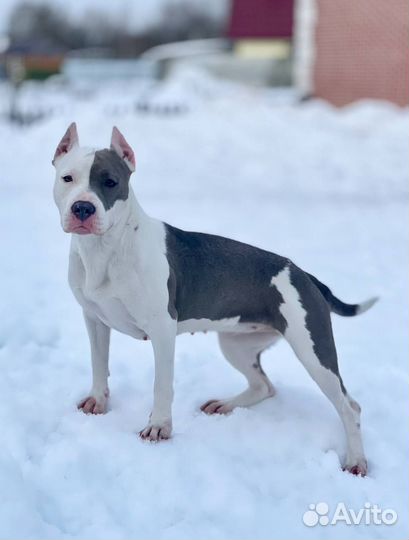 Убежала собака