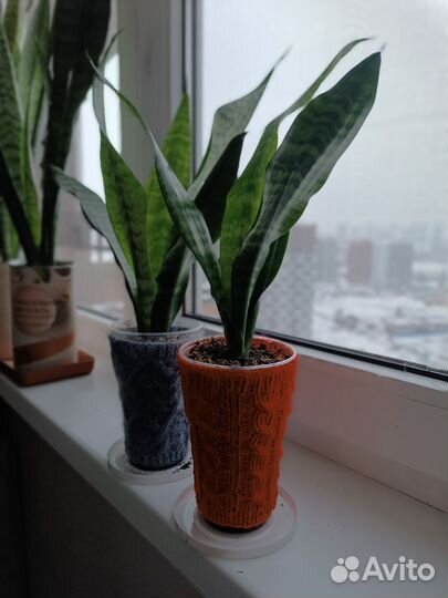 Сансевиерия, щучий хвост, тёщин язык