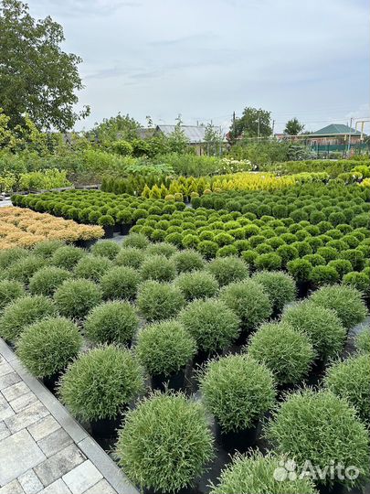 Туя смарагд