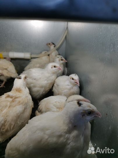 Цыплята суточные