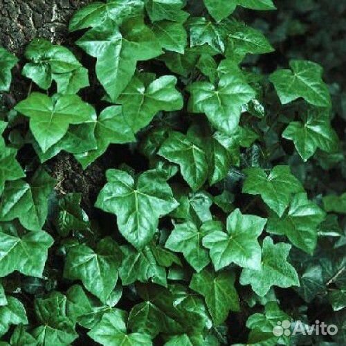 Многолетнее садовое растение Хедера Хеликс
