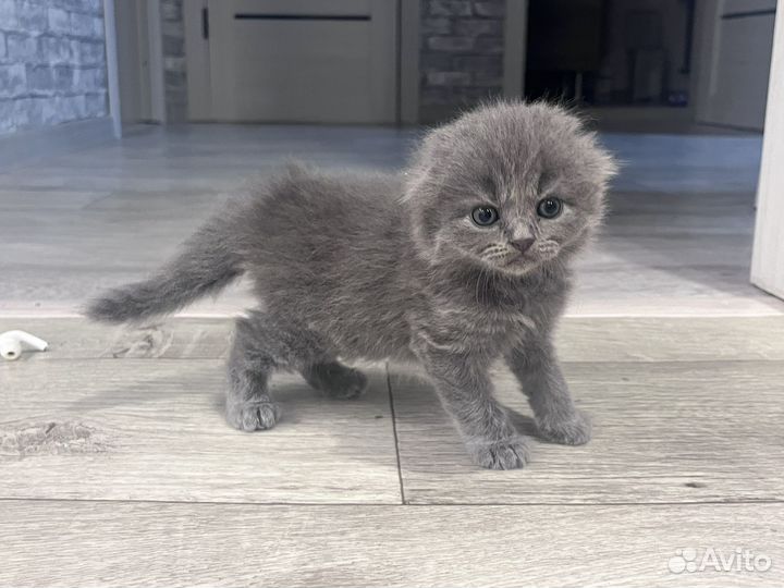 Шотландские котята