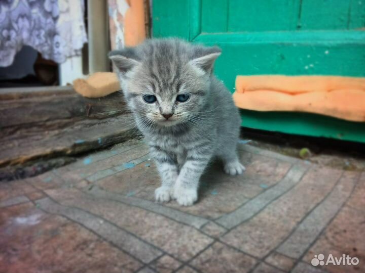 Отдам в добрые руки котят