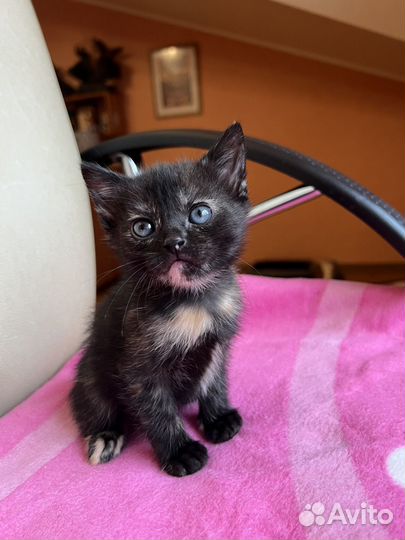 Кошка черепаховая