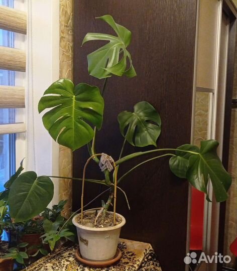 Монстера, гибискус