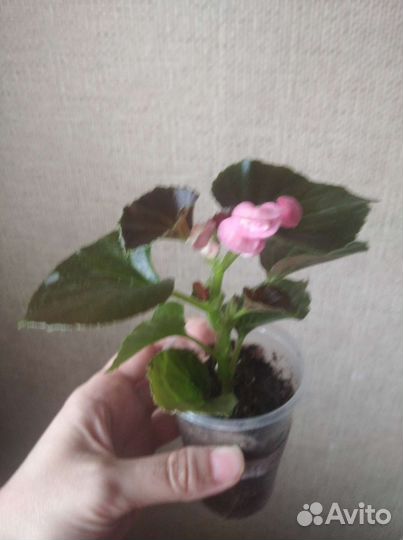 Бегония вечноцветущая махровая