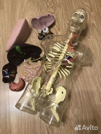 Муляж тела человека Де Агостини