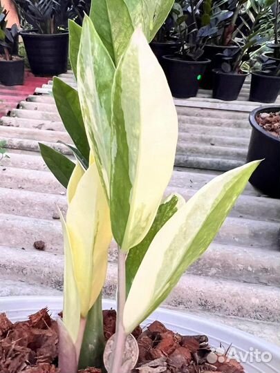 Замиокулькас вариегатный Лонг ливс Вайт