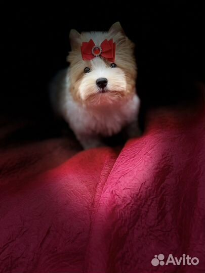 Голддаст йорк не мальтипу