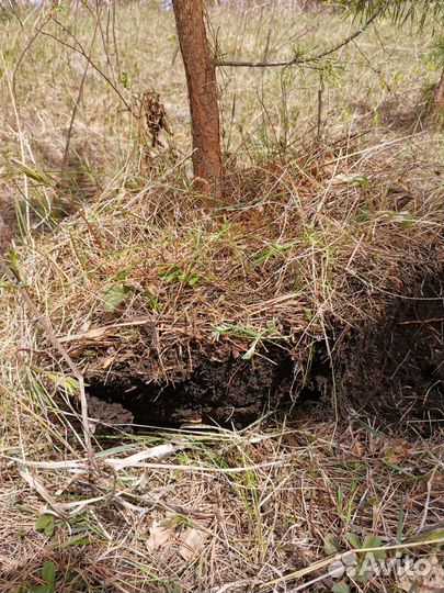 Сосна саженцы на заказ