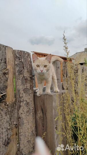 Котёнок