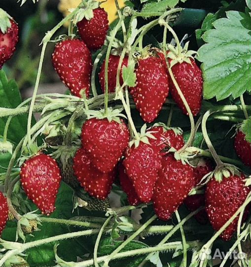 Земляника ремонтантная