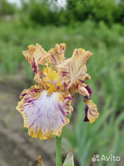 Ирисы сортовые