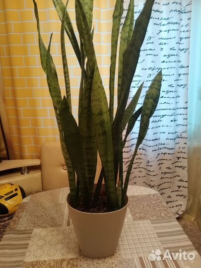 Сансевиерия