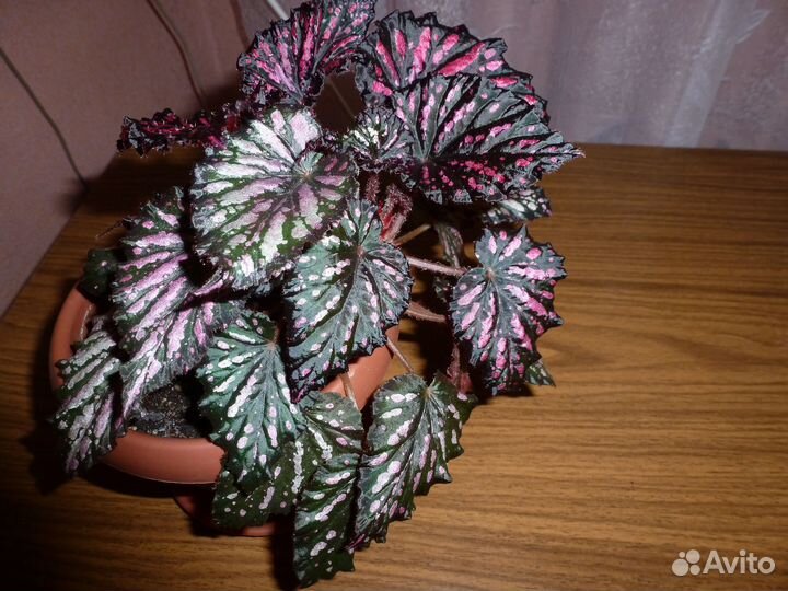 Комнатные цветы