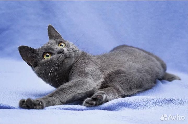 Русская голубая шикарная Сильвочка ждет семью