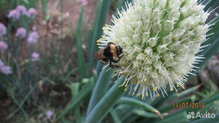 Лук алтайский