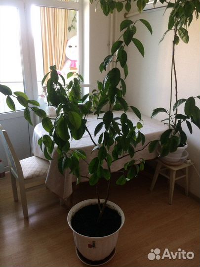 Мандариновое дерево