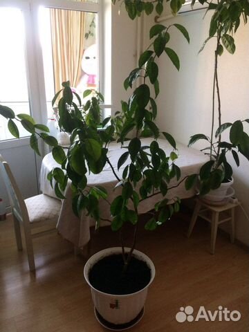 Мандариновое дерево