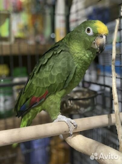 Попугай Амазон