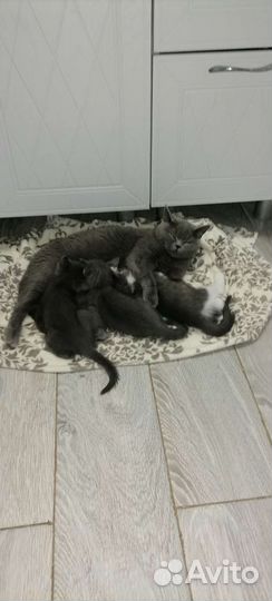 Кошка в дар