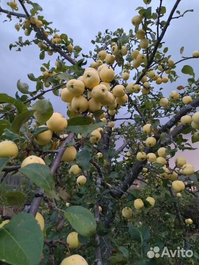 Яблоки, ранет