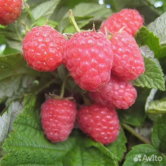 Саженцы ремонтантной малины