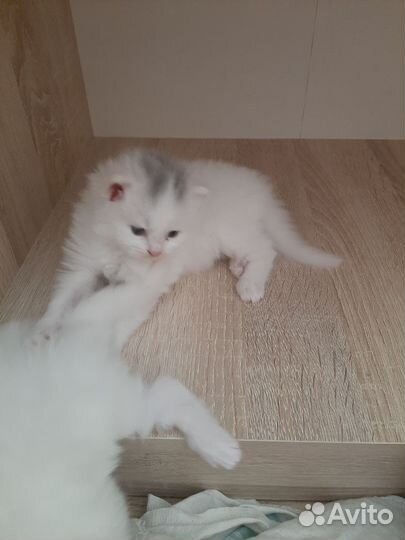 Турецкая ангора