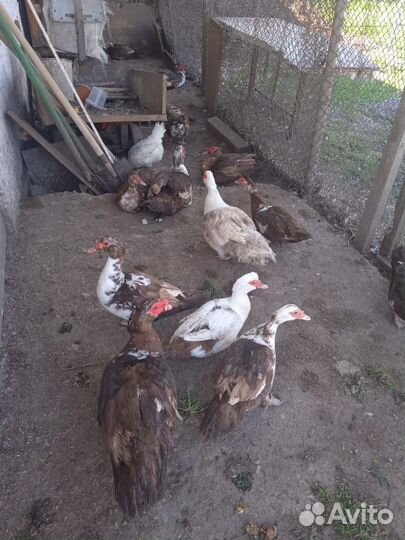 Селезень индоутки