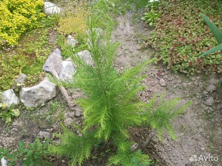 Лиственница живая 90 см