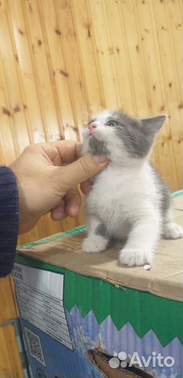 Котята