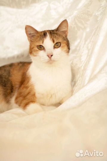 Кошечка Рыжуля