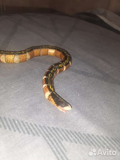 Деревянная змея гибкая СССР 1960-1970-ые года