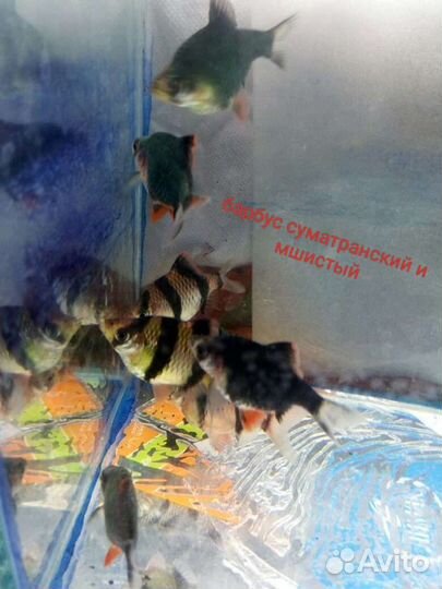 Рыбы аквариумные