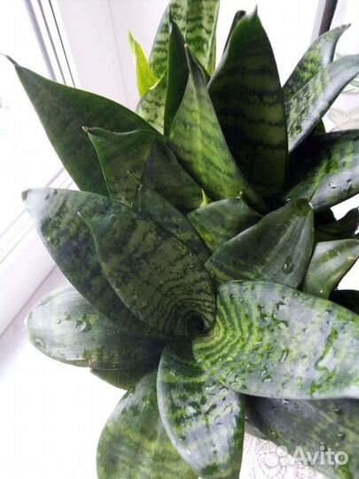 Сансевиерия футура/красная китайская роза