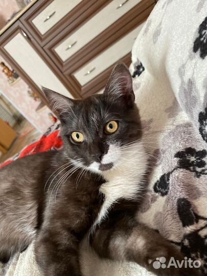 Кот