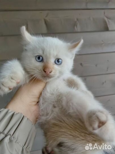 Котята ищут семьи