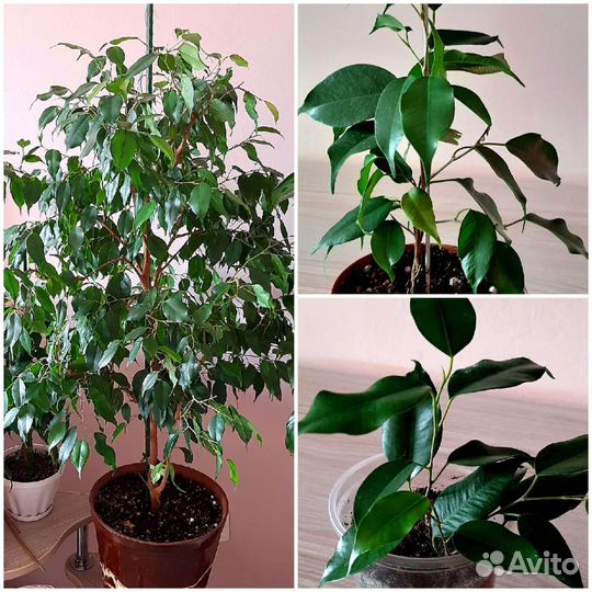 Комнатные цветы