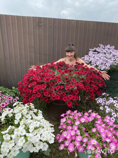 Петуния тайдал ред велюр