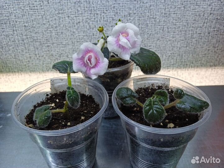 Минисиннингии