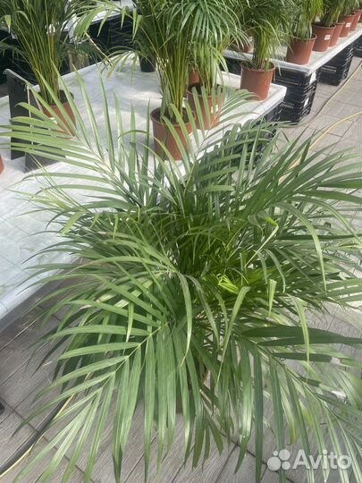 Пальма арека комнатные цветы