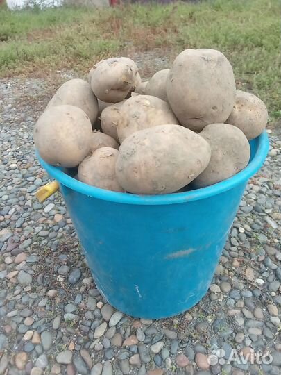 Продам картофель