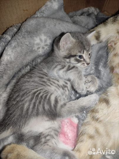 Котята в добрые руки 1 месяц