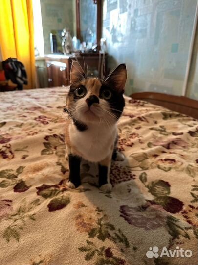 Милая кошка ищет дом