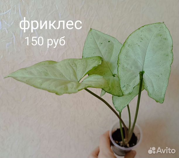 Сингониум филодендрон